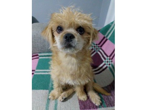 Baba pekinez anne terrier kızımız 4 aylık