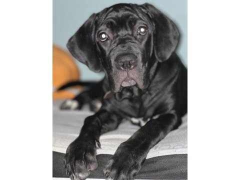 4 aylık dişi cane corso