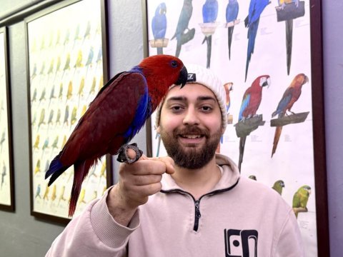 Kırmızı eğitimli evcil eclectus papağanımız