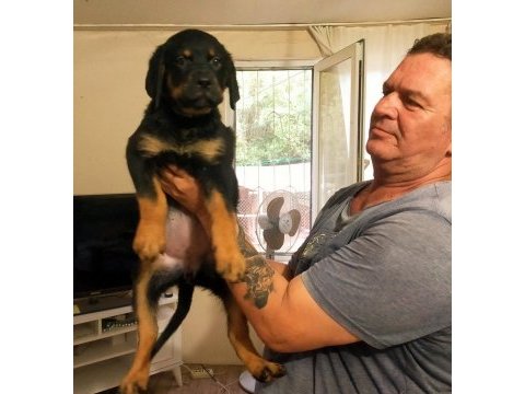 Safkan dişi rottweiler yavrular