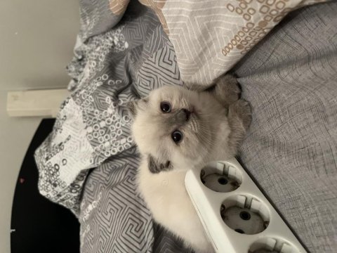 Scottish fold blue point