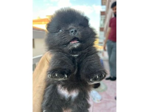 Pomeranian boo yavrularım yuvalarını arıyorlar