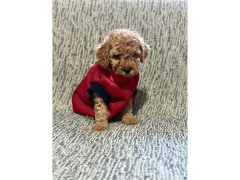 Toy poodle köpeği