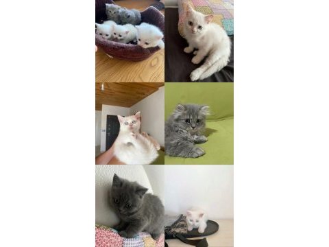 3 nesildir bende olan ailenin göz bebekleri