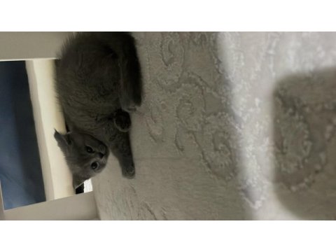 2 aylık yavru british shorthair kedimiz satılıktır