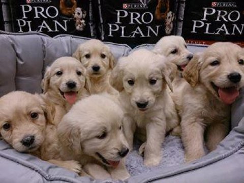 Bebek yüzlü golden retriever yavruları