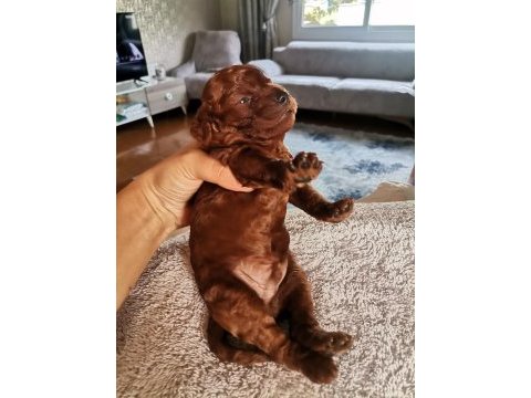 Toy poodle yavruları