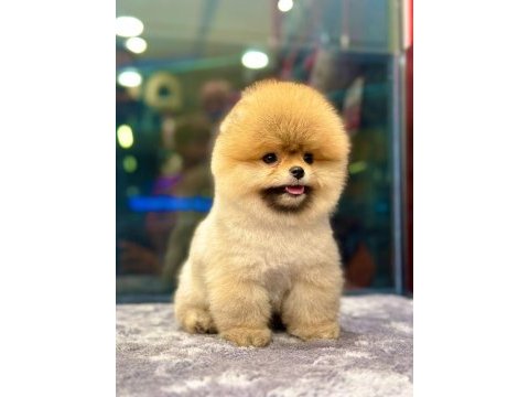 0 numara pomeranian yavrular