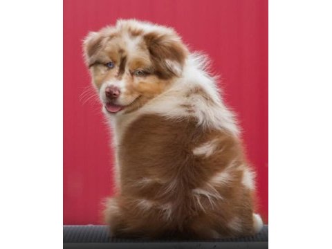 Çok iyi border collie yavruları
