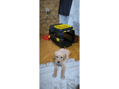Yavru golden köpeğimiz yeni sahibini bekliyor