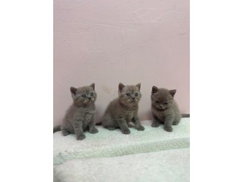 A+++ kalite british shorthair bebeğimiz