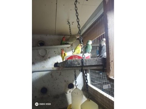 Hobi üretimden sevda papağanı