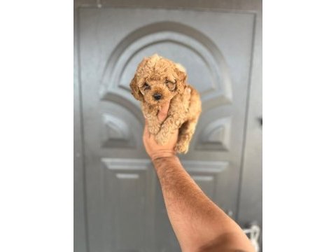Toy poodle yavrular