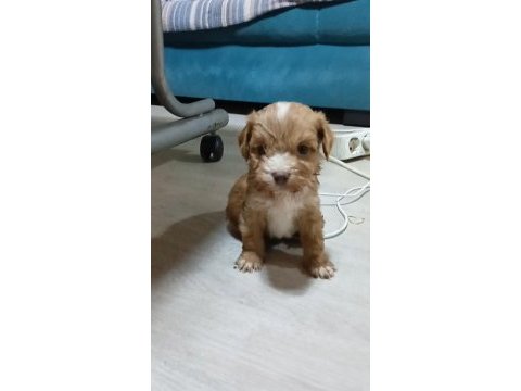 Anne altından o orjinal maltipoo bebekler