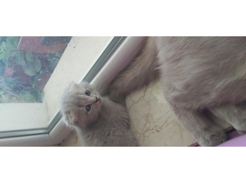3 aylık scottish fold