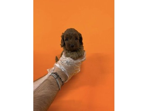 Maltipoo ırk sağlık garantili yavrularımız