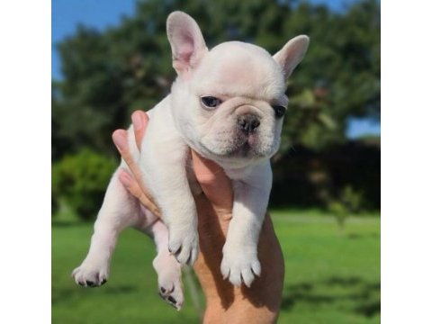 Harika anatomi egzotik french bulldog