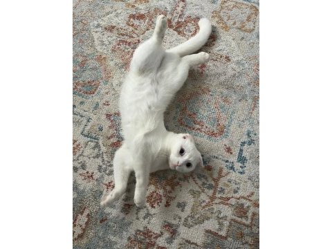 Dişi scottish fold