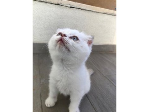 Safkan scottish fold dişi mavi gözlü kedimiz