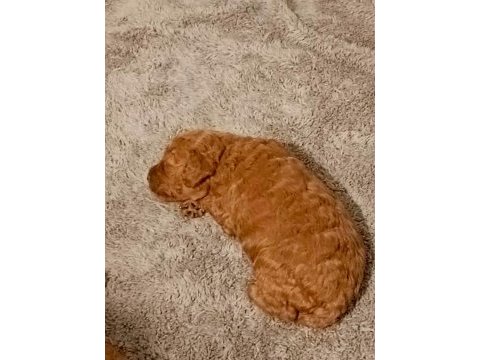 Toy poodle 50 günlük