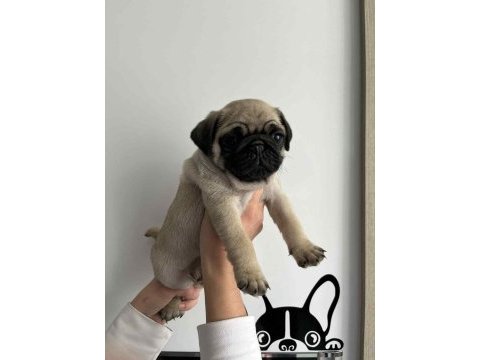 Gül kuyruk hamburger surat pug mops