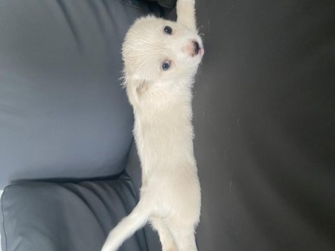 Terler cinsi köpeğimin yavrusu