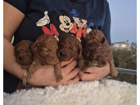 Kaliteli orjinal koyu korekan poodle yavrularımız