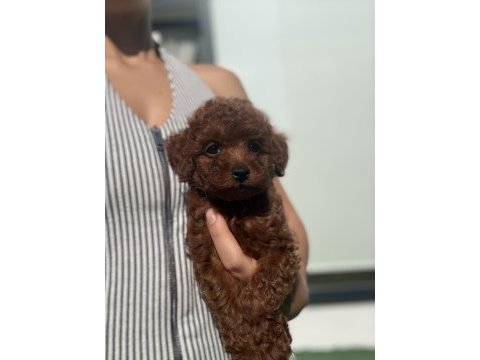 Poodle prenses