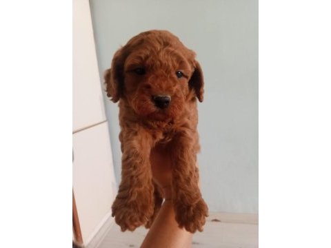 A kalite toy poodle yavrusu tam bir oyuncak ayı