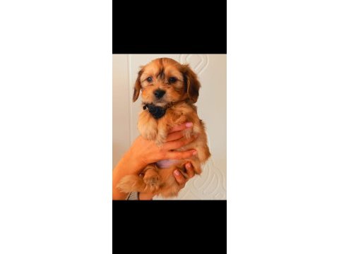 55 günlük maltipoo yavrusu kıvırcık tüylü