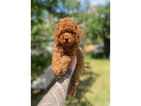 Tatlı poodle yavru köpeklerimiz
