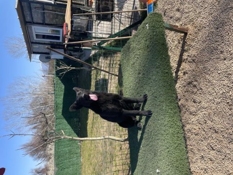 Solite black workingline alman çoban köpeği 6 aylık eğitimli