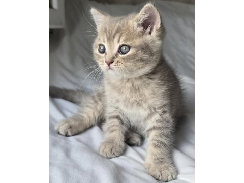 Minik pamuk gibi yavrularımız british longhair