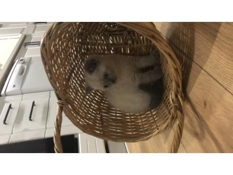 Güzel scottish fold yavrularımız yeni yuvasını bekliyor