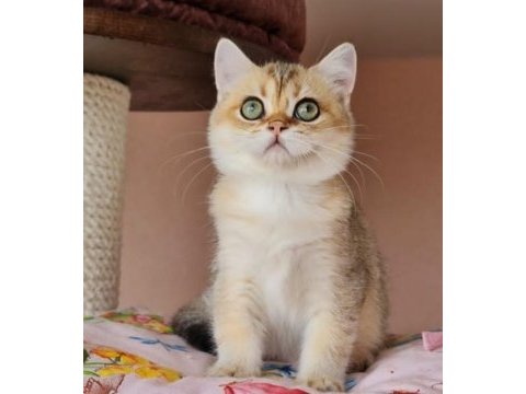 Golden a kalite british shorthair yavrular