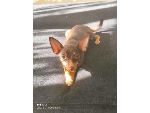 1.5 yaşında dişi pinscher