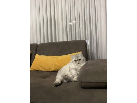 1 yaşında aslan chinchilla kedimiz