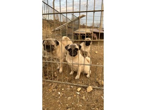 İki dişi ve bir erkek pug