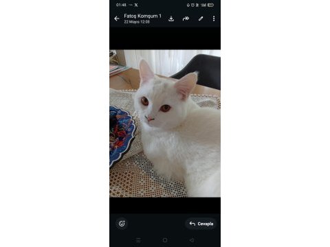Ücretsiz sahiplendirilecek british shorthair