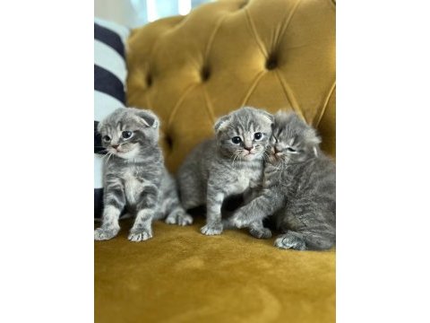 Yavru scottish fold kediler