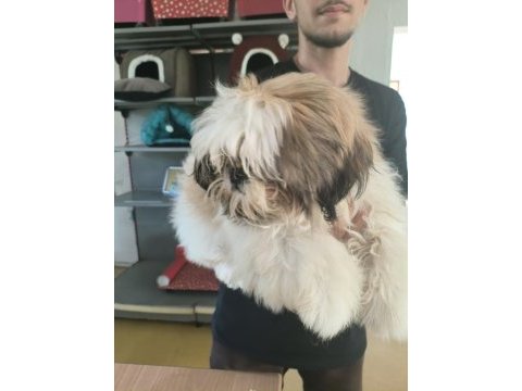 Dişi köpek çok şirin shih tzu