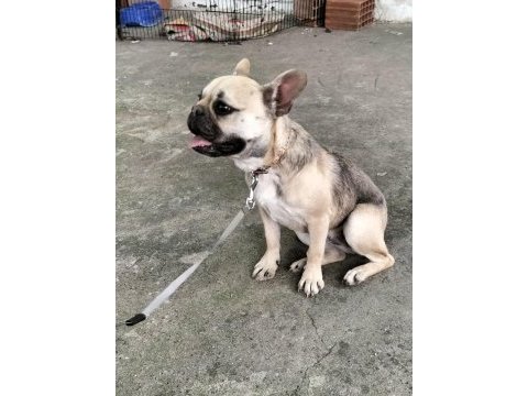 Sevimli kızım şirin french bulldog