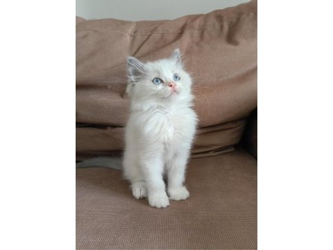 Secereli ragdoll yavrular