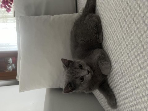 3 aylık british shorthair erkek yavrumuza yuva arıyoruz