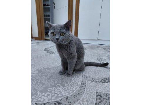 British shorthair yavru kedimiz