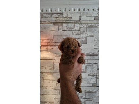 Red toy poodle