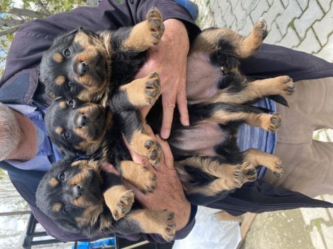 Üst vasıf rottweiler bebekler