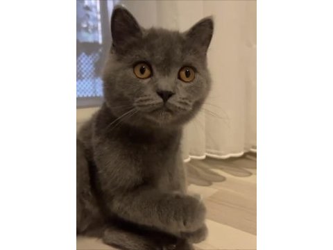 British shorthair kedimiz