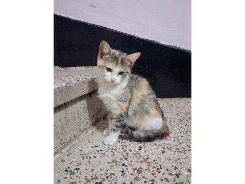 Eskisehir acil 3 aylık calico yavrular