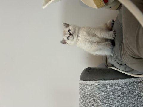 British shorthair kedimiz